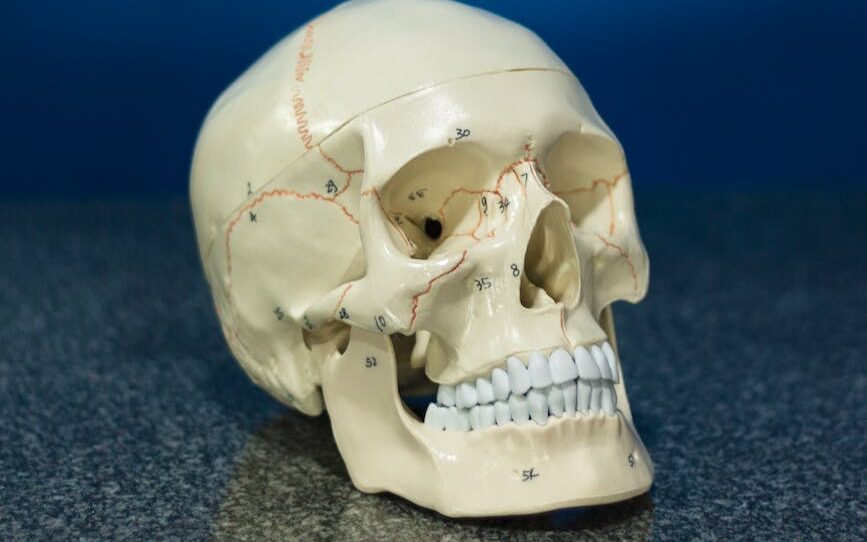 an anatomical model of a skull